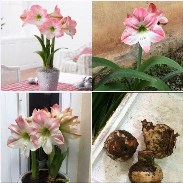 Củ giống hoa Lan Huệ Tây hoa hồng đào
