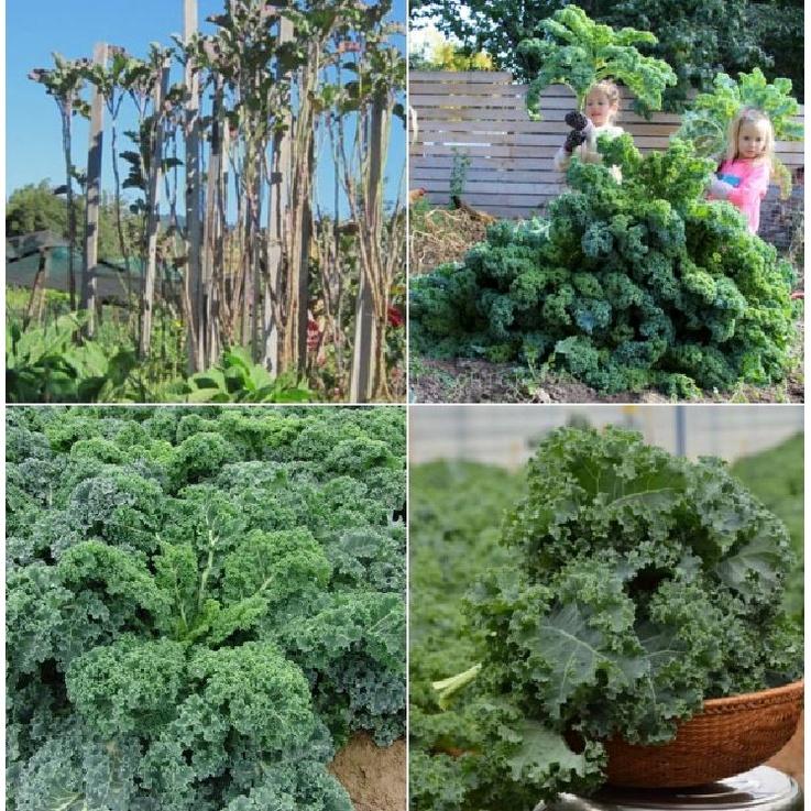 Hạt giống rau cải xoăn xanh - cải kale xanh KNS3389 - 1 gói 20 hạt