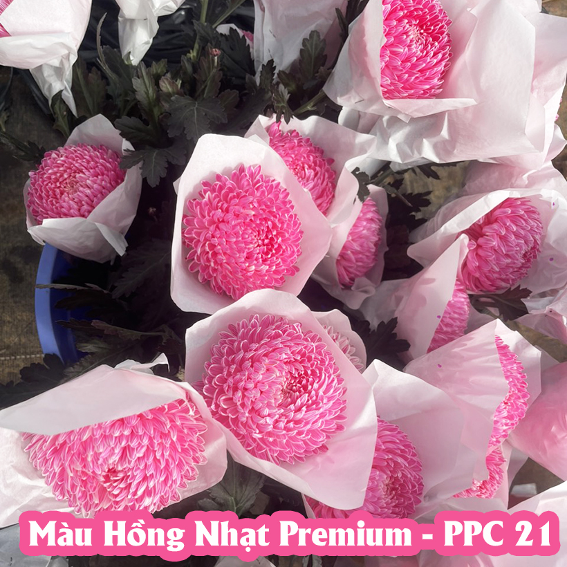 Gói Bột Nhuộm Hoa tươi Premium Color (7g pha 1L nước  màu hoa) nhuộm Hơn 250 Cành Hoa Nhanh Chóng và Hiệu Quả, An Toàn Cho Người Sử Dụng Tại Nhà