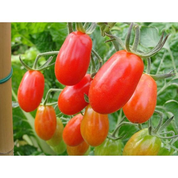 Hạt giống Cà chua bi 0.2g, Trồng được quanh năm