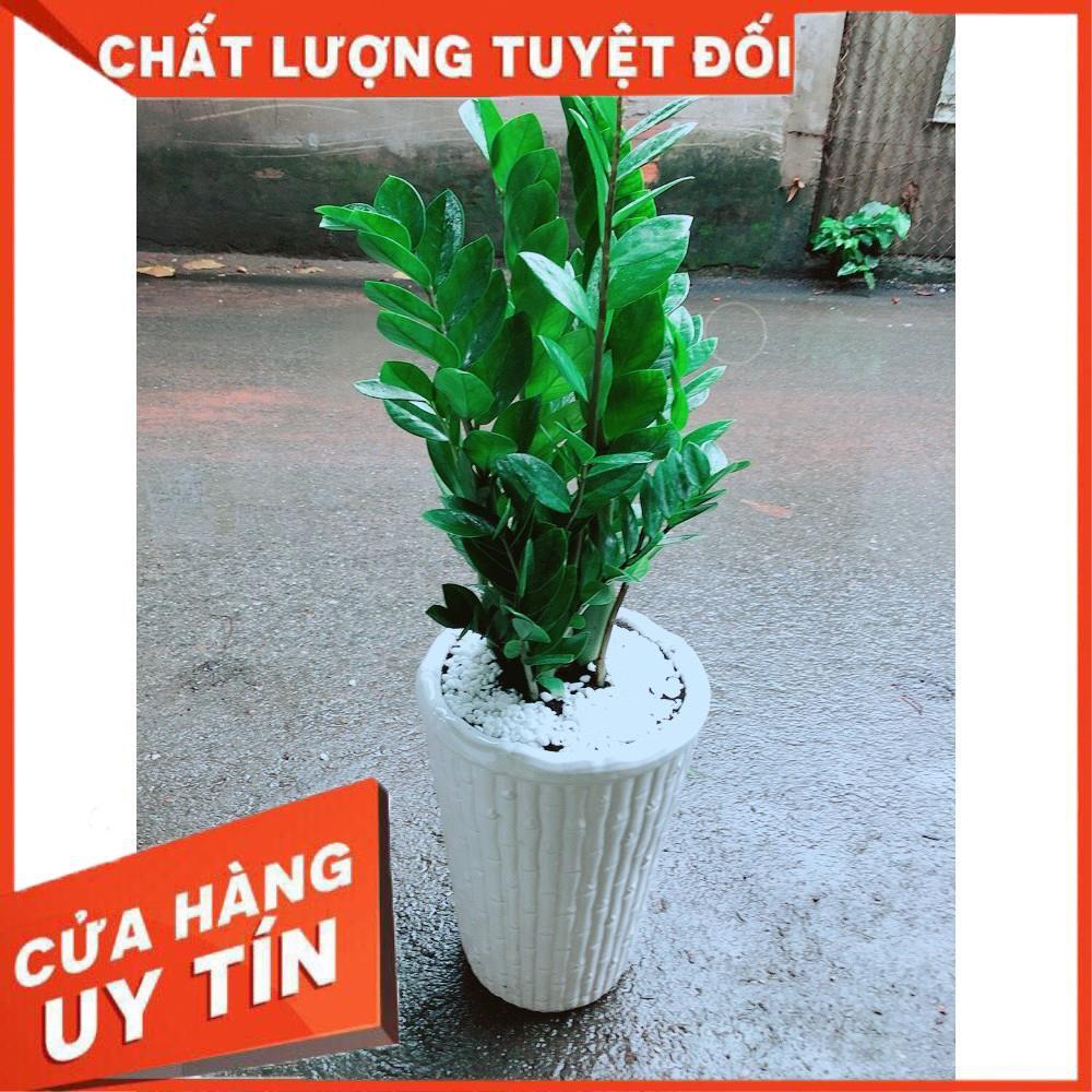 Chậu Kim Tiền Size Đại