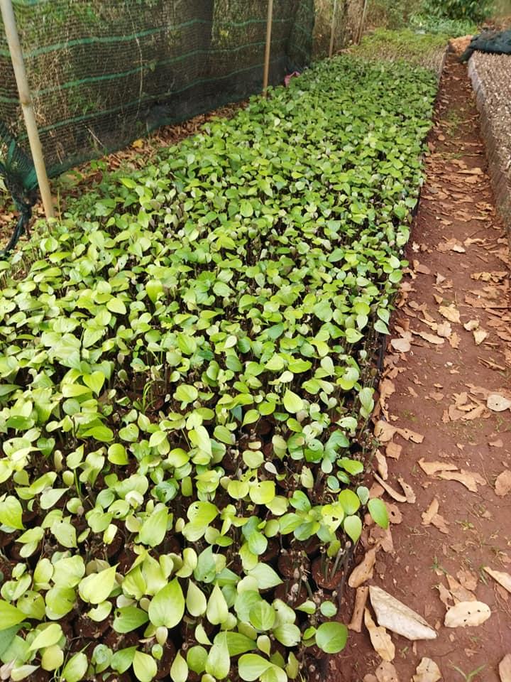 TIÊU GIỐNG VĨNH LINH NĂNG SUẤT CAO