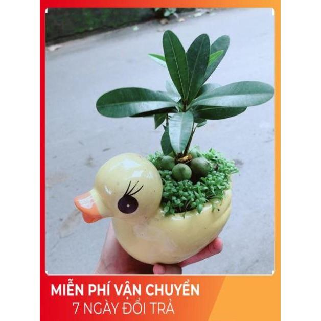 Chậu Vịt Vàng May Mắn