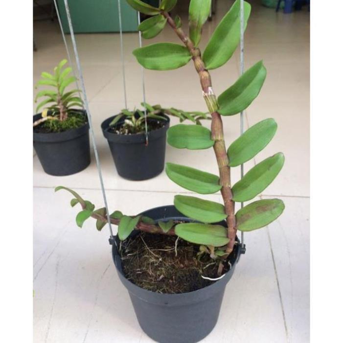 PHI ĐIỆP TÍM THÁI gieo hạt hoa đẹp thơm