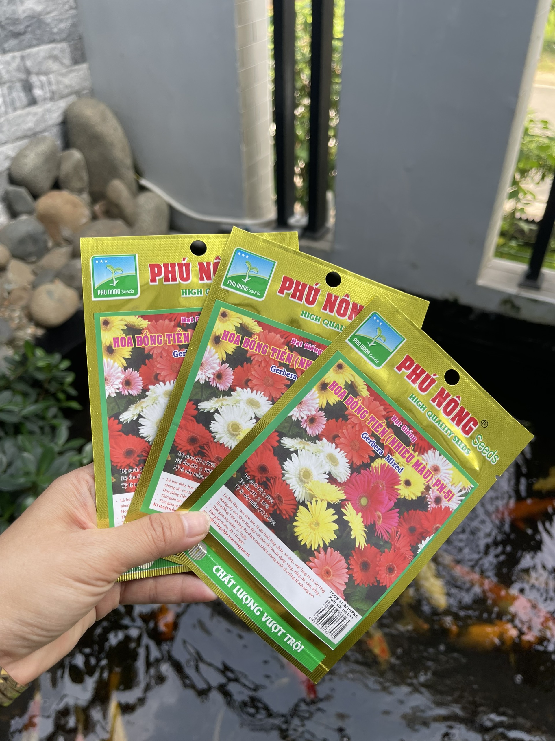 Hạt giống hoa đồng tiền nhiều màu F1 Phú Nông dễ trồng