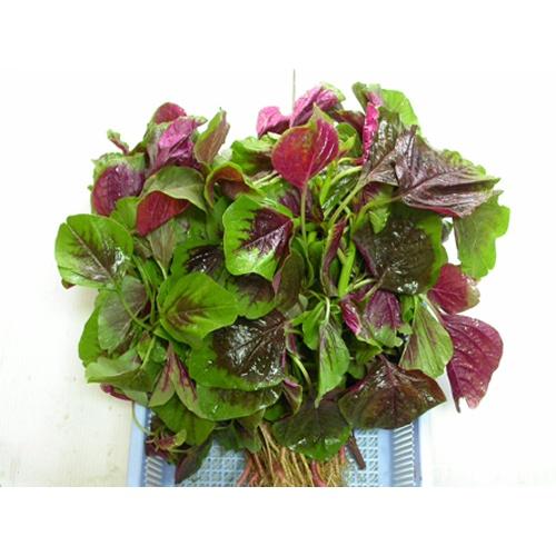 Hạt Giống Rau Dền Tía Phú Nông Seeds - Shop Phân Bón và Hạt Giống