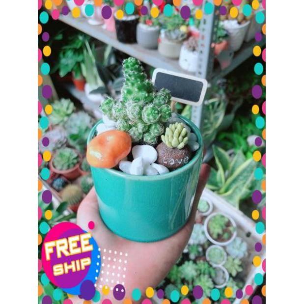 Chậu Xương Rồng Tiểu Cảnh