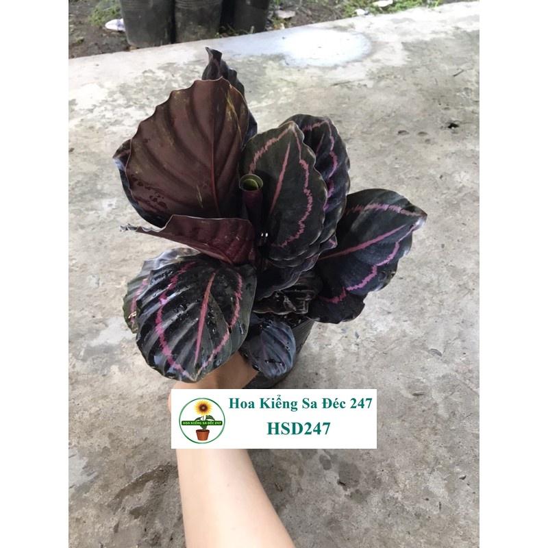 Cây công tím đậm + tặng phân bón