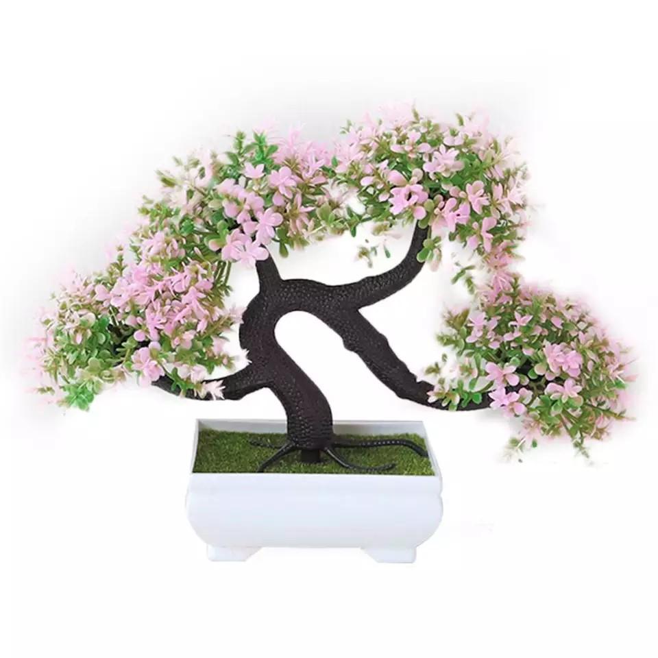 Chậu cây tùng bonsai thế phượng vũ độc đáo để bàn làm việc