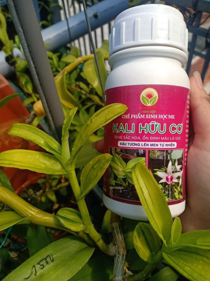 Chế Phẩm Sinh Học KALI HỮU CƠ Tăng Sắc Hoa, Ổn Định Màu Lá Sọc