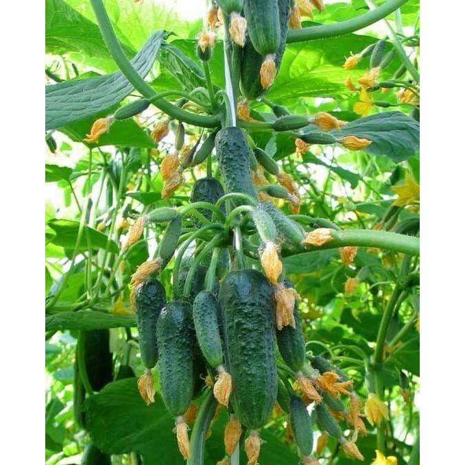 Hạt Giống Dưa Leo Baby SIÊU QUẢ - BABY1