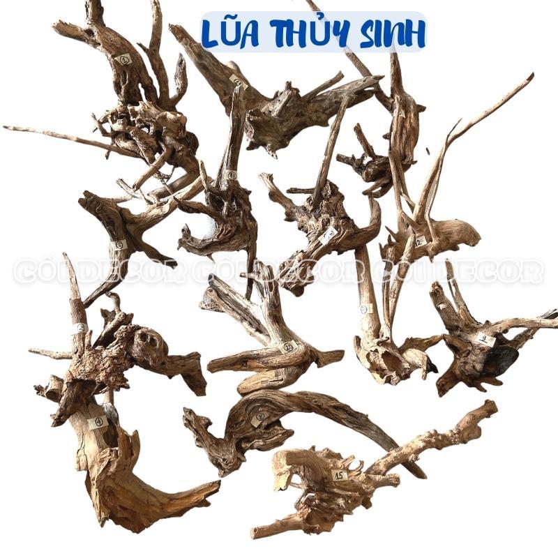 Lũa thủy sinh mini setup layout bể cá, hồ cá, bể bán cạn terrarium, ghép lan cây không khí