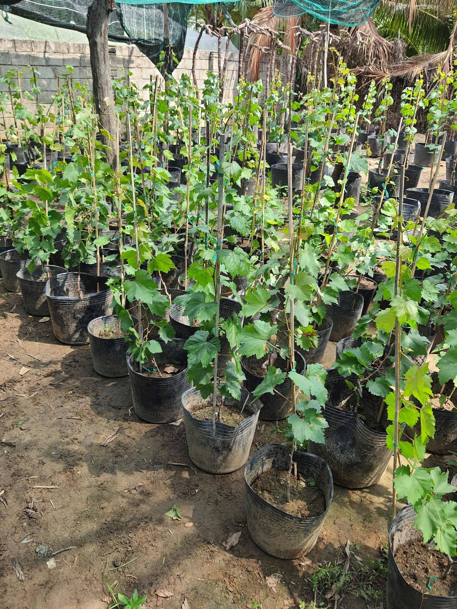 Cây Nho Kẹo 126 Cao Sẵn 1M - Trồng 3 Tháng Có Trái - Hỗ Trợ Kĩ Thuật Đến Ra Trái