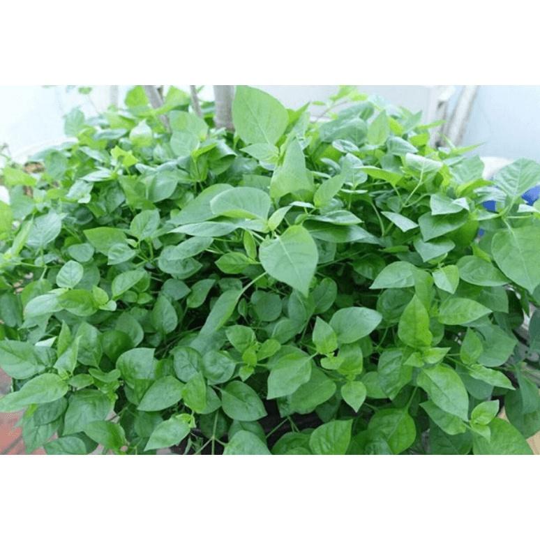 Cây rau bù ngót Nhật , rau ngót nhật - cây trong bầu, rễ mạnh