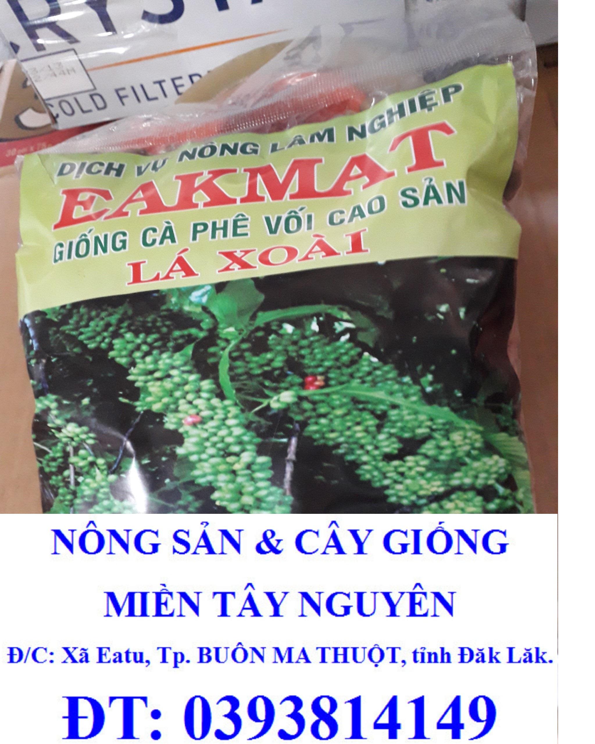 1 KG HẠT GIỐNG CÀ PHÊ HỮU THIÊN LÁ XOÀI  CAO SẢN - HẠT TUYỂN CHỌN BAO NẢY MẦM.