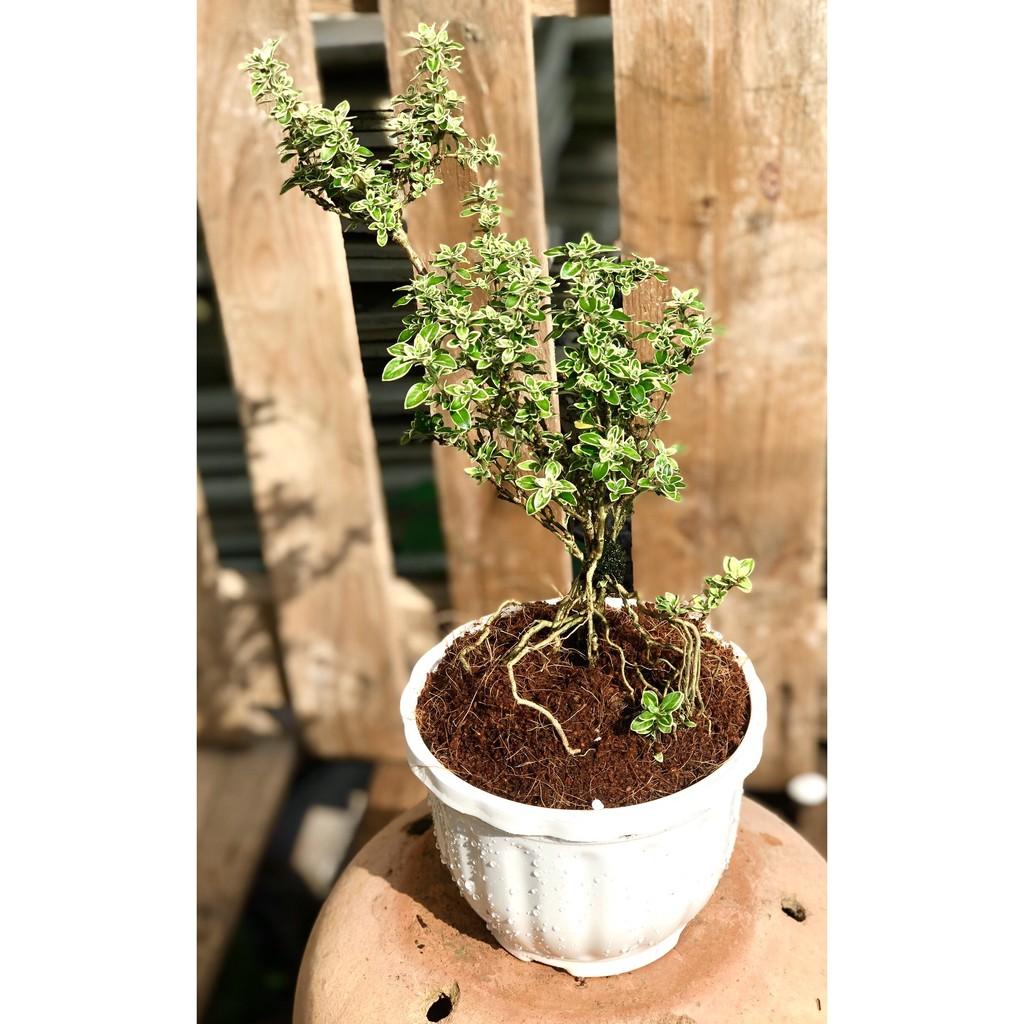 Cây Bạch Tuyết Mai cao 25 - 30 cm