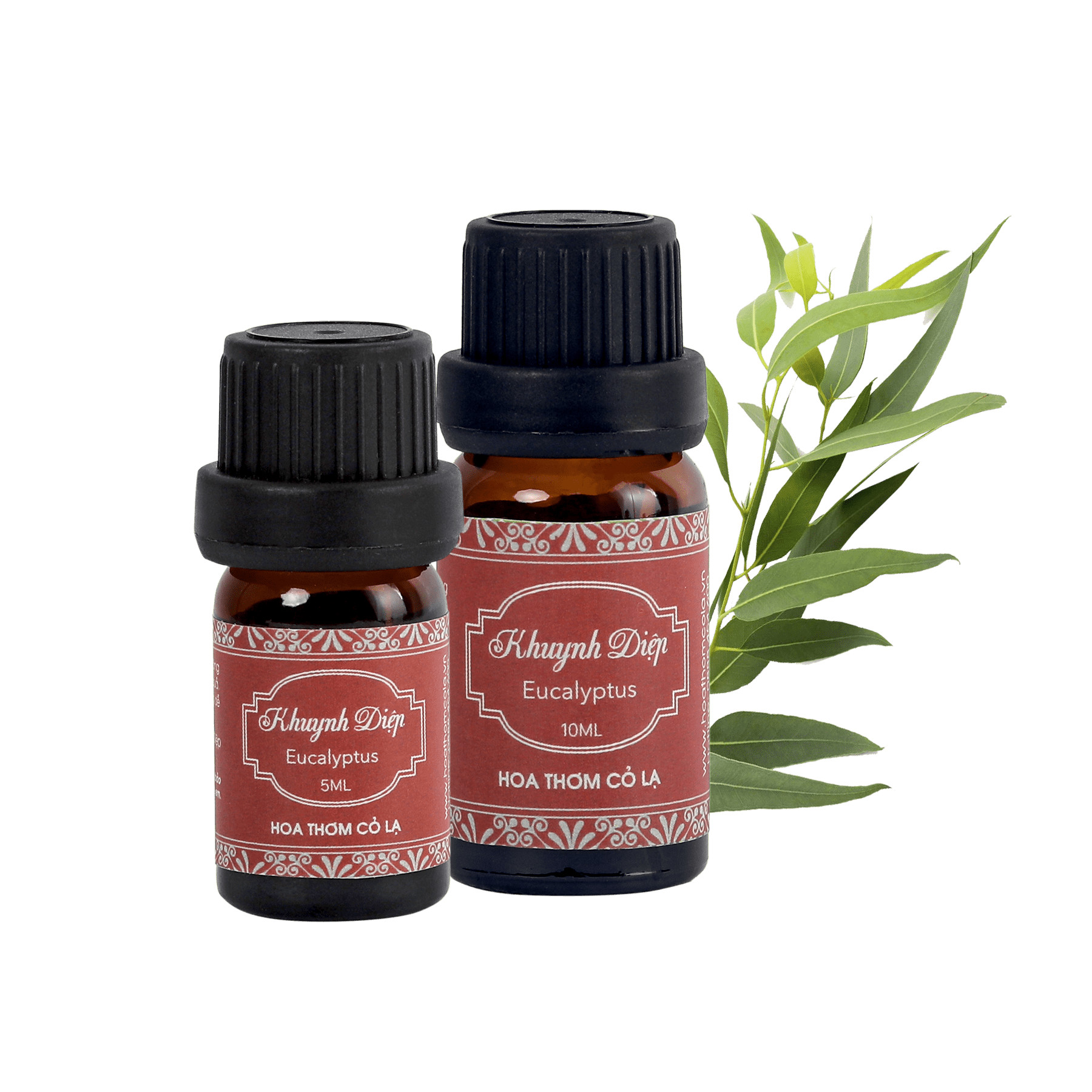 Tinh Dầu Khuynh Diệp - Eucalyptus Essential Oil 10ml - Hoa Thơm Cỏ Lạ