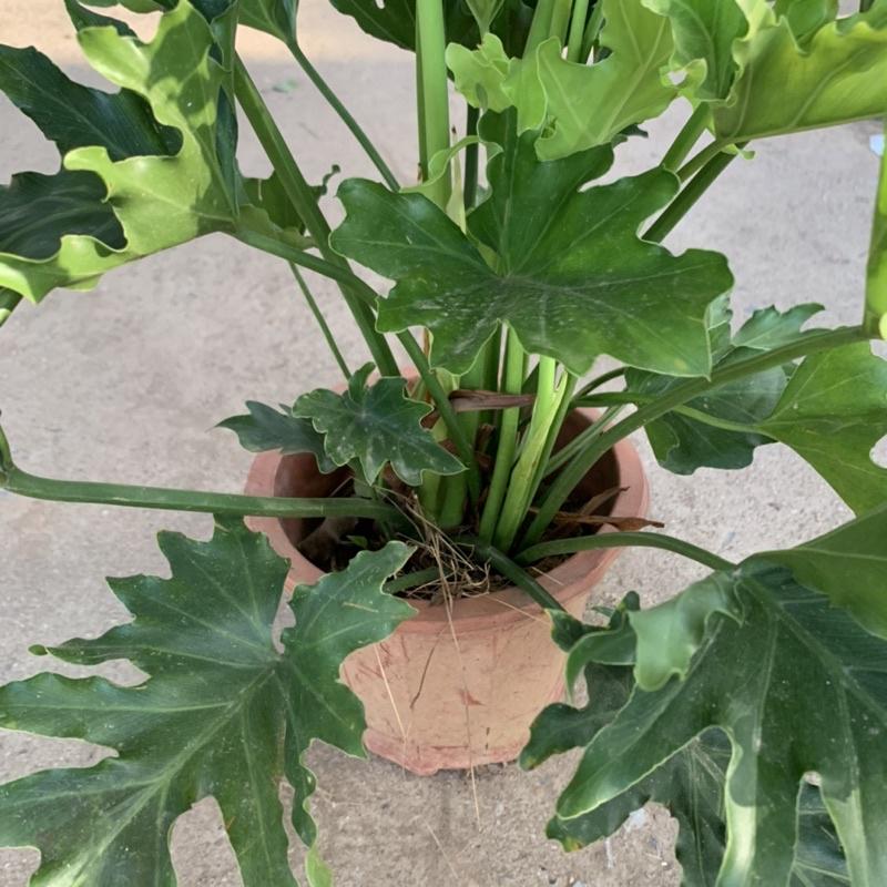 Cây trầu bà lá xẻ, trầu bà thanh xuân cao 50cm, cây cảnh phong thủy trồng trong nhà, mang đến tài lộc, may mắn