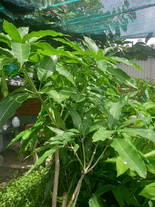 Cây giống xoài cát hòa lộc