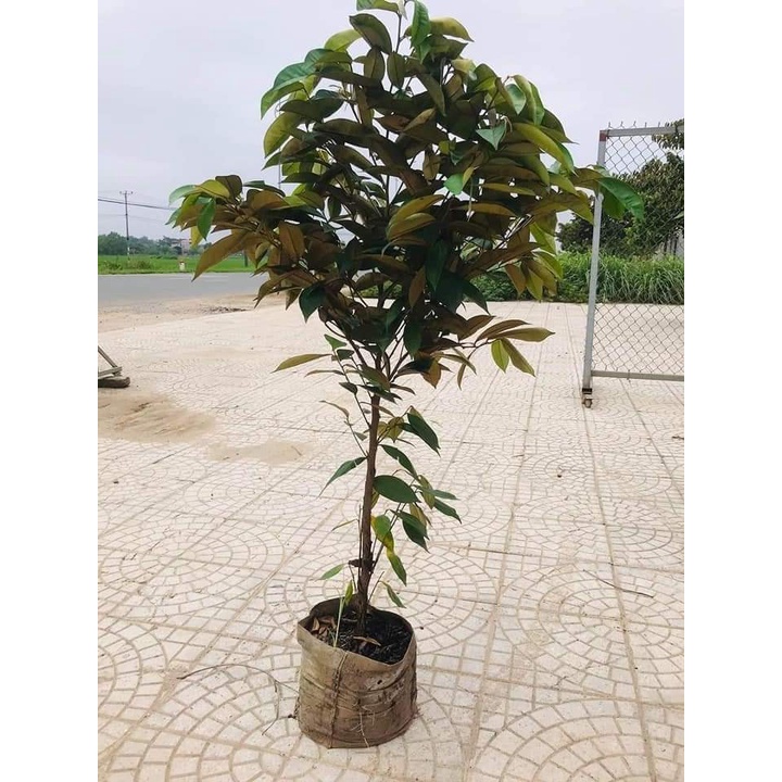 CÂY GIỐNG VÚ SỮA TÍM LÙN TỨ QUÝ