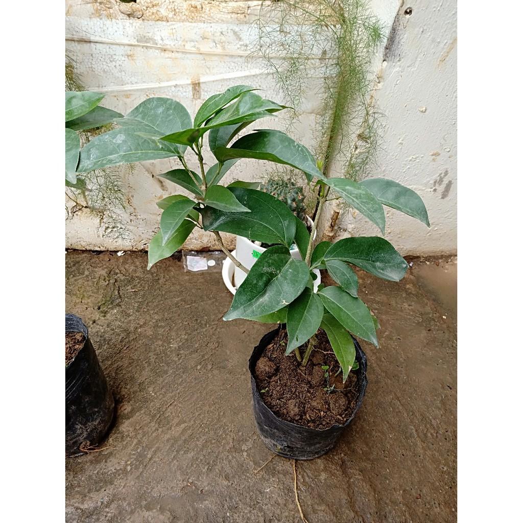 Cây Lan Tỏi_Hồng Anh chiết cành