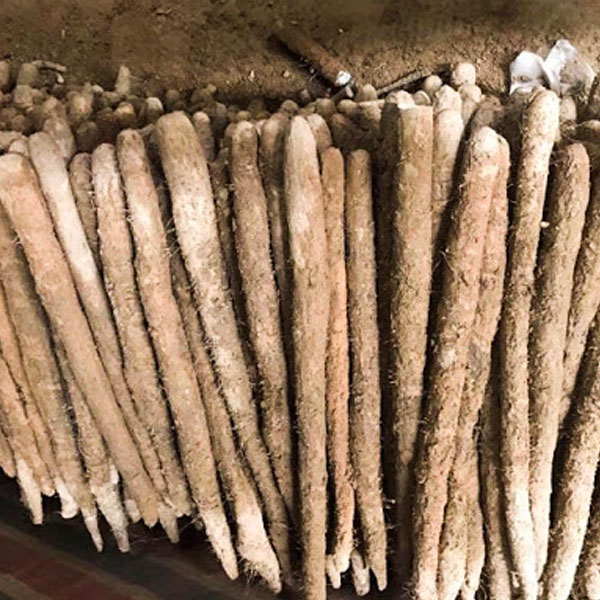 Củ hoài sơn khô - Vị thảo mộc quý tự nhiên - Hoài sơn chuẩn xịn