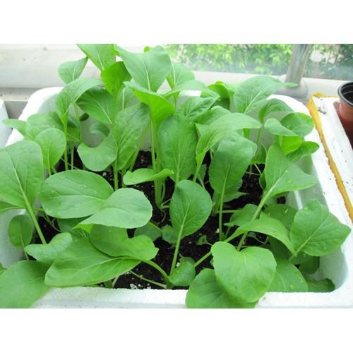 Hạt Giống Cây Rau Cải Ngọt - 20 Gram