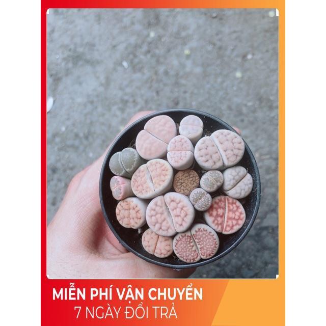 Chậu Cây Thạch Lan