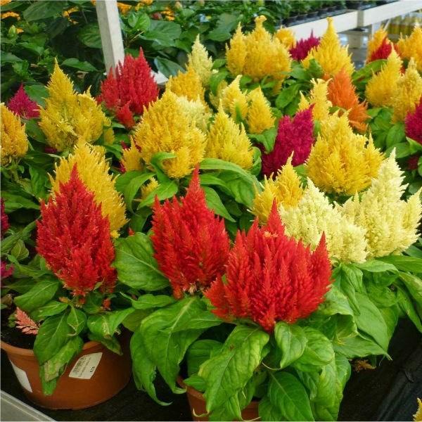 Hạt giống hoa mào gà lửa mix màu - gói 100 hạt