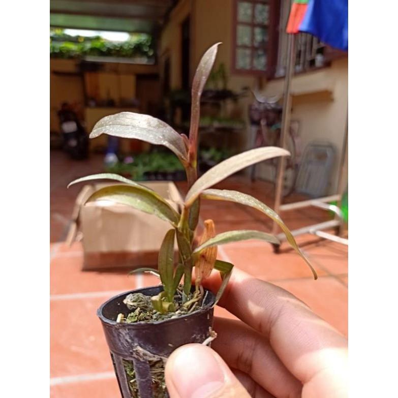 Combo 2 côc dã hạc thác bà