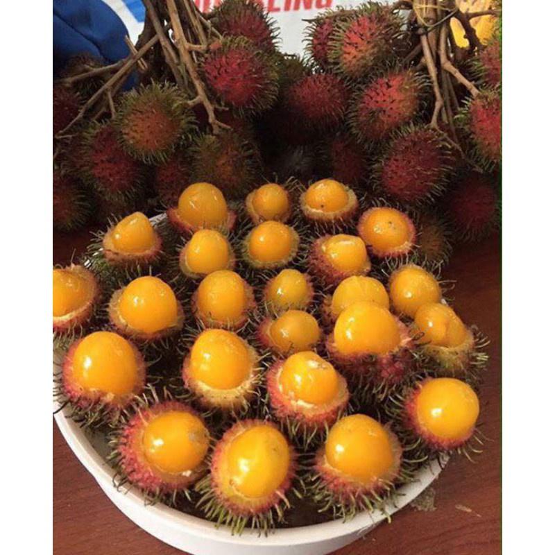 CÂY GIỐNG CHÔM CHÔM RUỘT VÀNG SIÊU SỚM