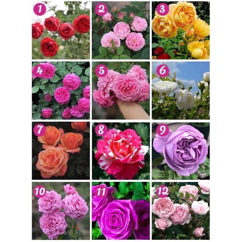COMBO 10 GỐC HỒNG THÂN GỖ ĐỦ MÀU tặng phân