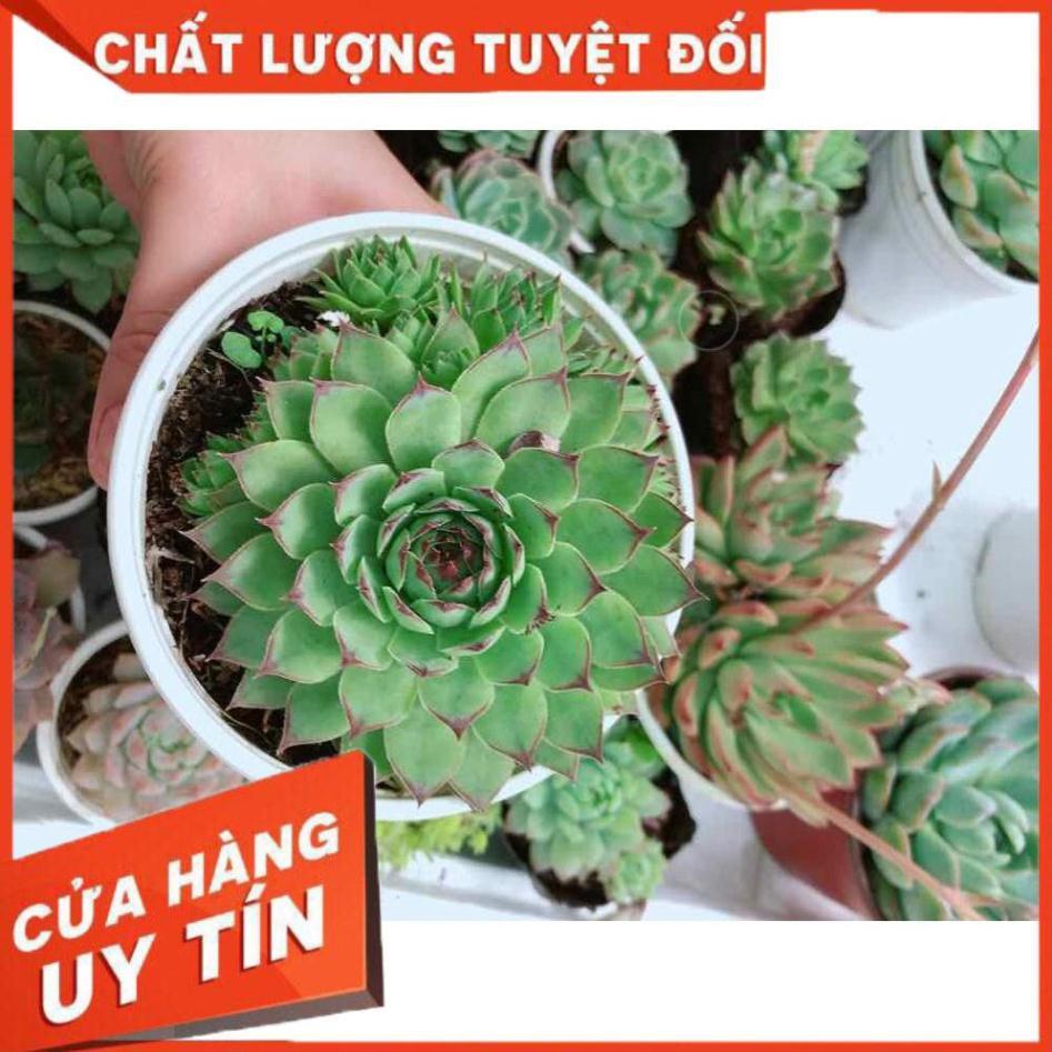 Sen đá phật bà kèm chậu sứ trắng Nhiều Người Mua