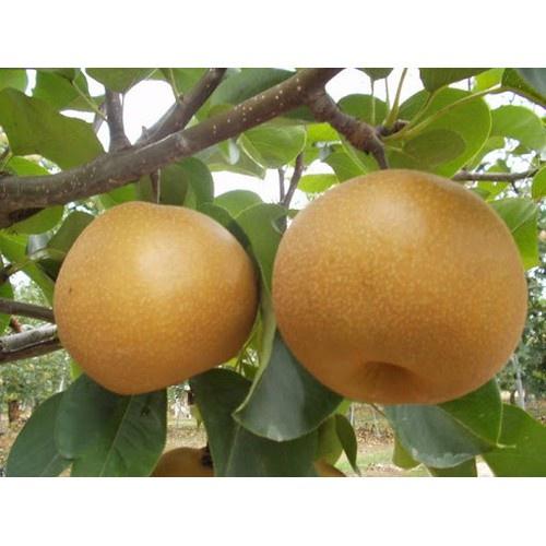 CÂY GIỐNG Cây Lê Nâu