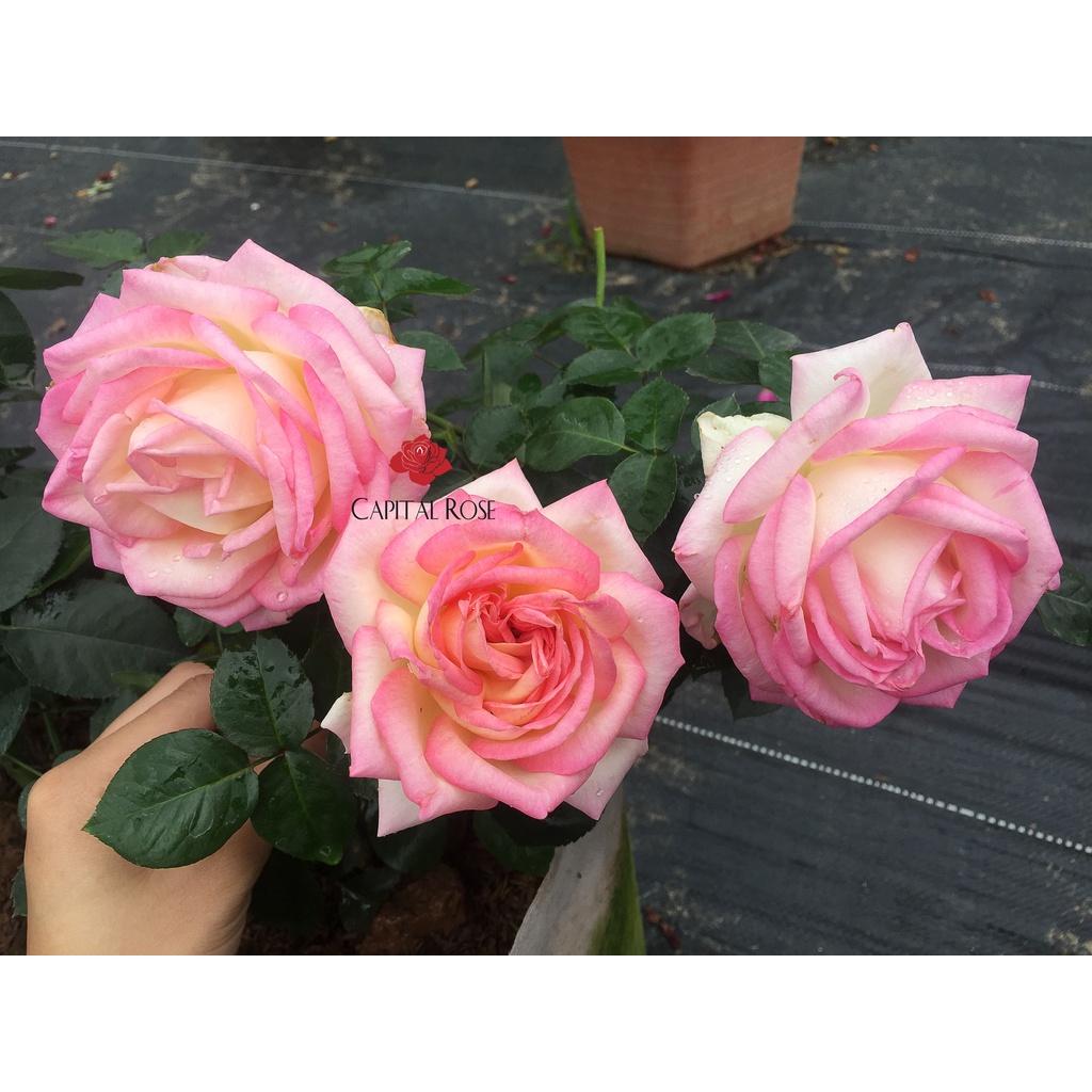 Hoa hồng ngoại Monaco Rose siêu đẹp