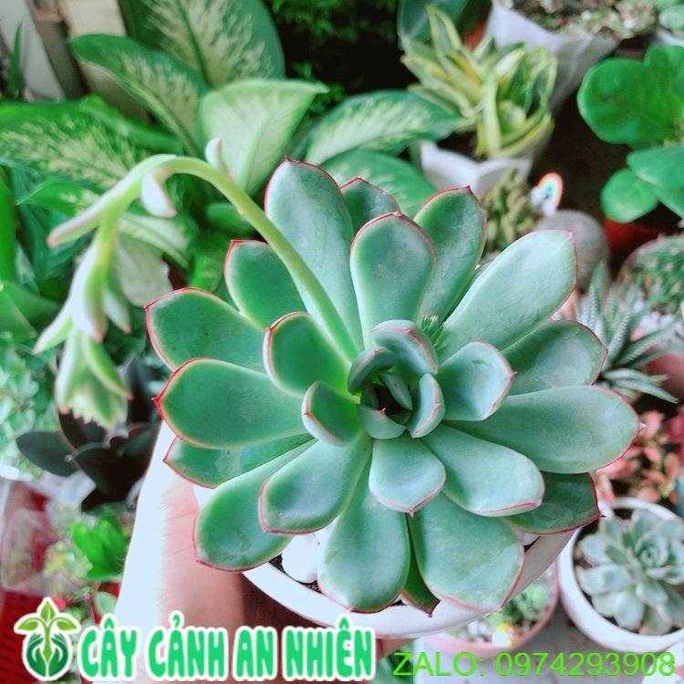 Chậu Sen Đá Viền Hồng