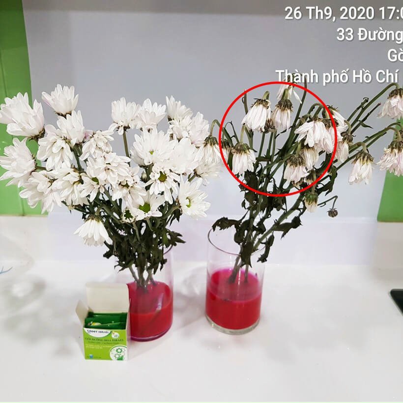 Dưỡng Hoa Tươi Lâu Nhập Khẩu ISRAEL Long Life - Hoa Lâu Tàn, Không Thối Nước