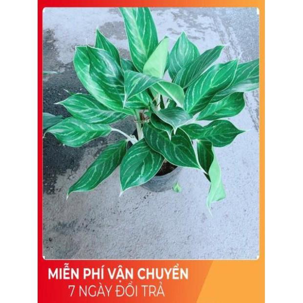 Cây Bạch Mã Hoàng Tử