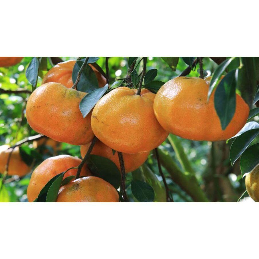 Cây giống Quýt Hồng siêu sớm, siêu sai. .