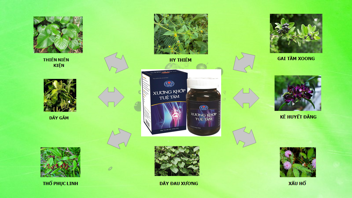 Xương Khớp Tuệ Tâm hộp 60 viên nang - Thực phẩm bảo vệ sức khỏe cao cấp từ thảo dược, sản xuất tại nhà máy dược phẩm đạt chuẩn GMP