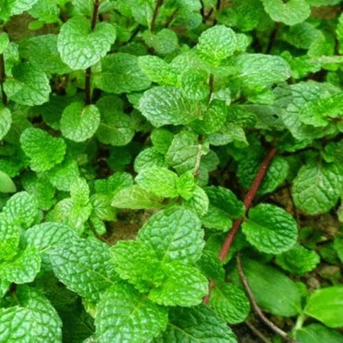 Hạt giống rau húng lủi Rado, đóng gói 0.2gr
