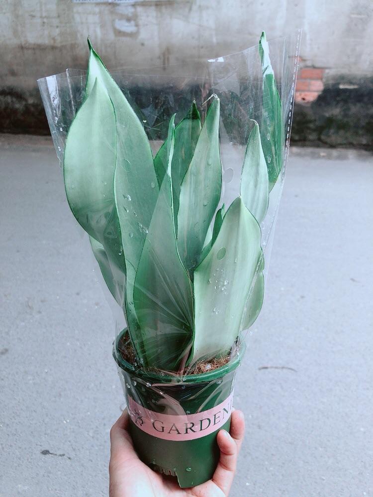 Cây Lưỡi Hổ Bạc