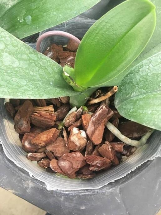 Keo liền da cây Mỹ Tiến 100gr và Kích ra rễ cực mạnh N3M 100gr