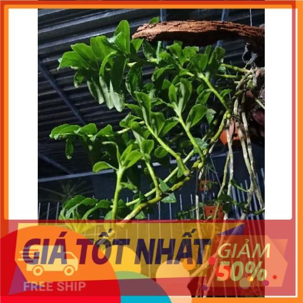 (GIẢM GIÁ) lan phi điệp tím mặt hoa cực đẹp