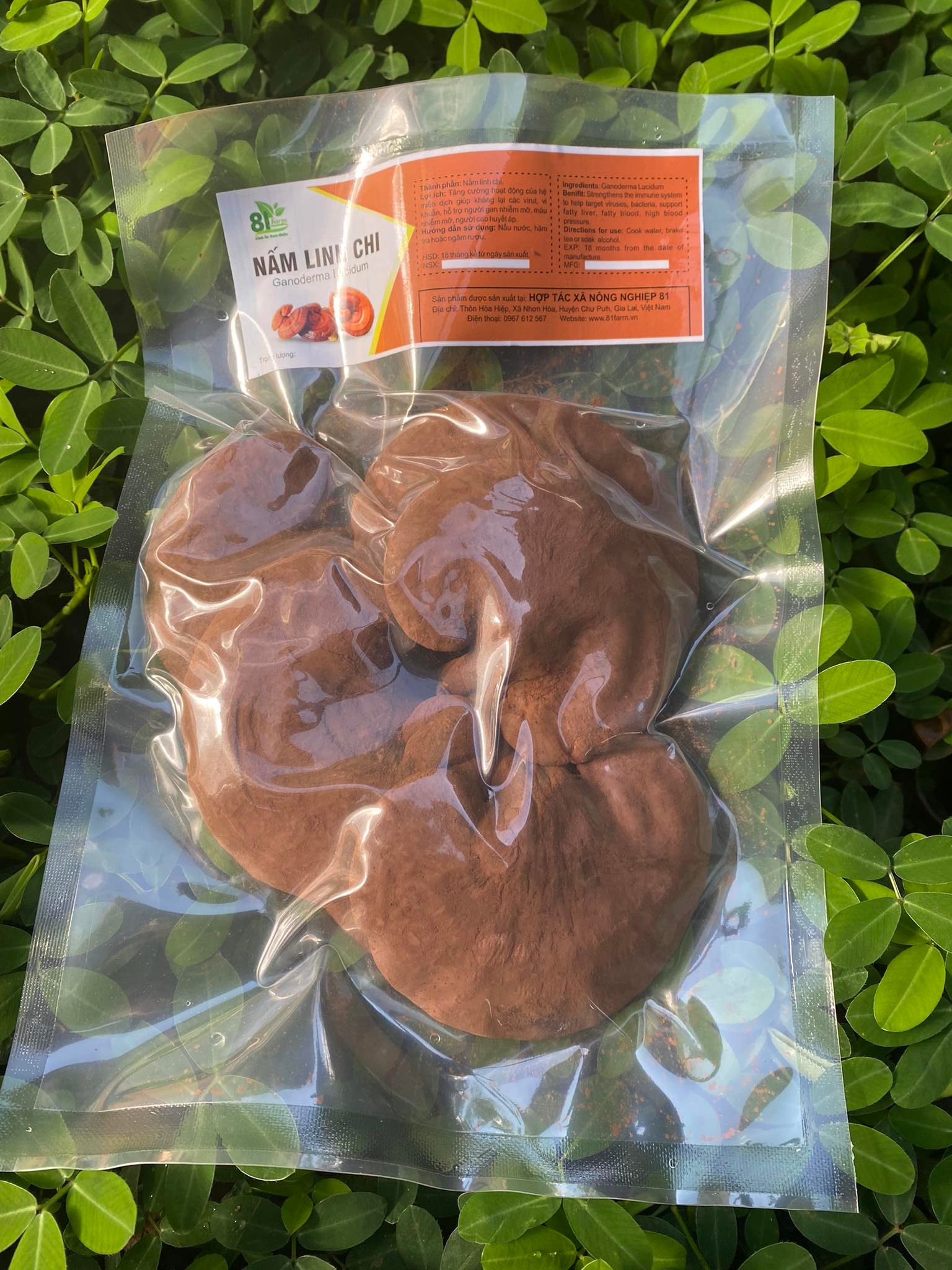 NẤM LINH CHI NGUYÊN TAI 81FARM NGUYÊN BÀO TỬ 100 G