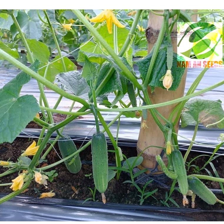 Hạt giống Dưa leo F1 Green - chịu nhiệt