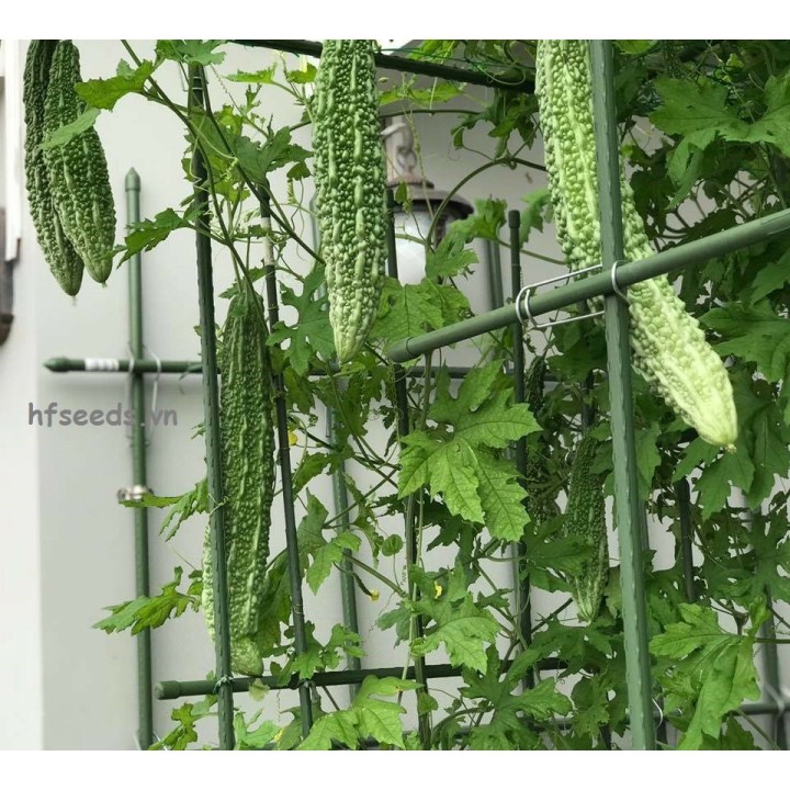 Gói 10 hạt giống mướp đắng Nhật Bản