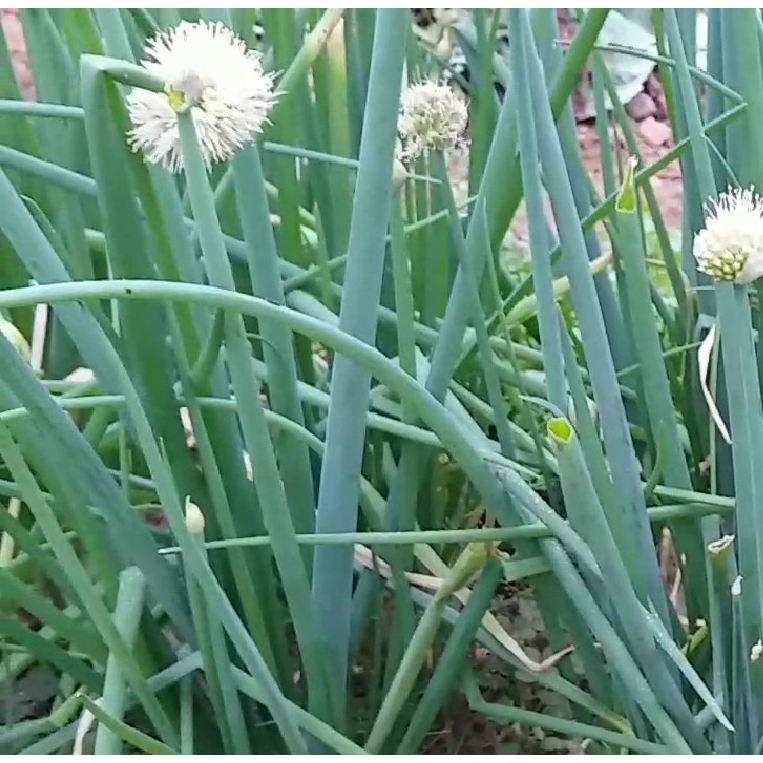 Hạt giống Hành hương cao sản F1 - 1 gói 2 gr