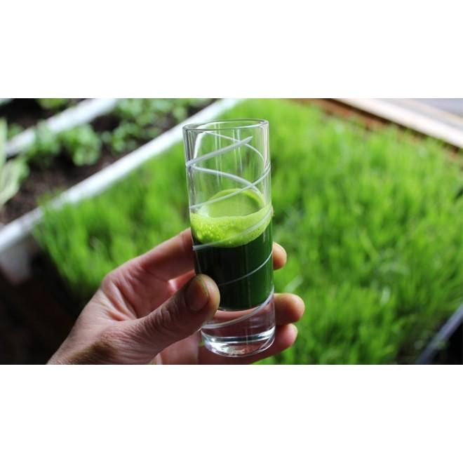 Hạt giống lúa mạch giá rẻ