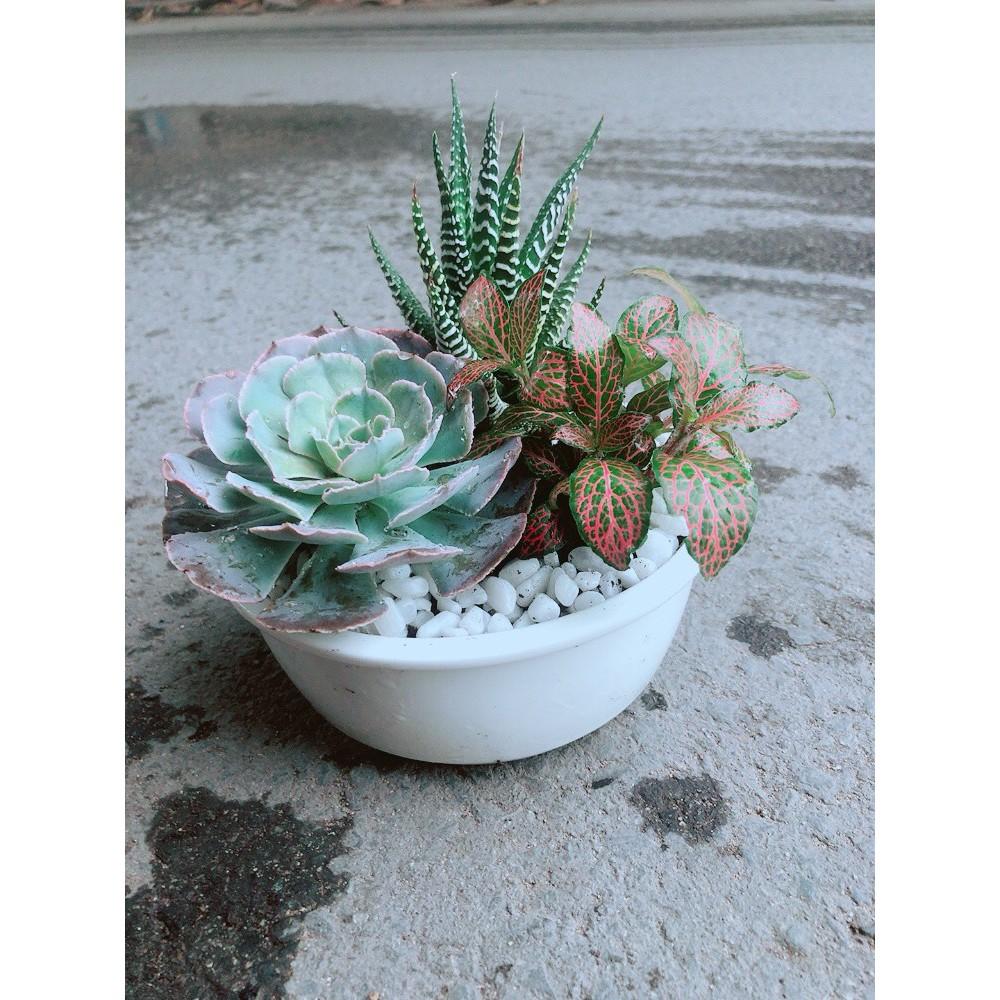 Chậu Sen Đá+Móng Rồng+ Cây Cẩm Nhung